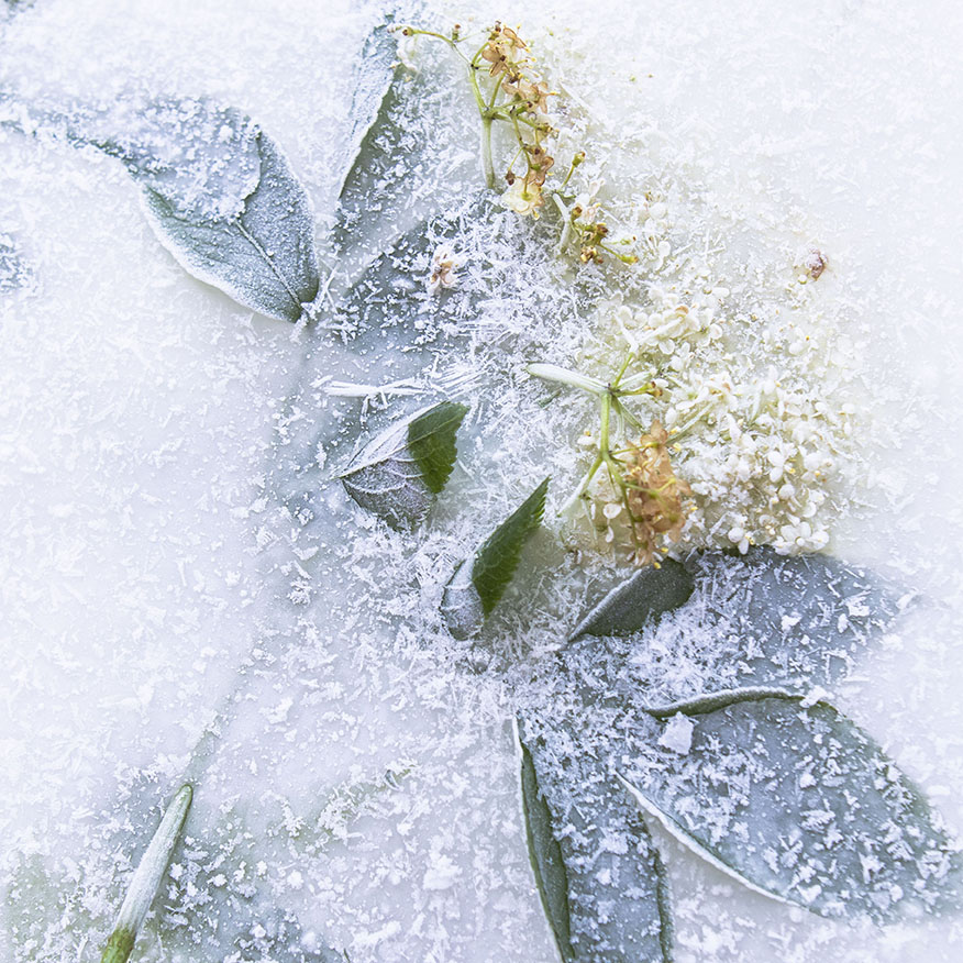 StephieAnn floral frozen photography